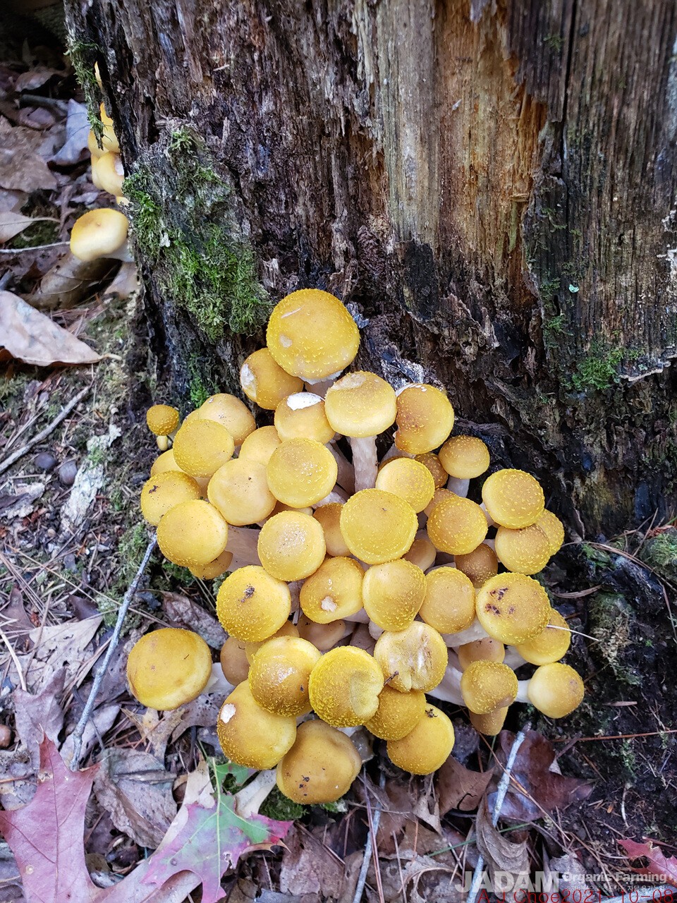 사진 3: 뽕나무버섯 Armillaria mellea (Vahl) P.Kumm. (1871) 영어이름 Honey Mushroom 