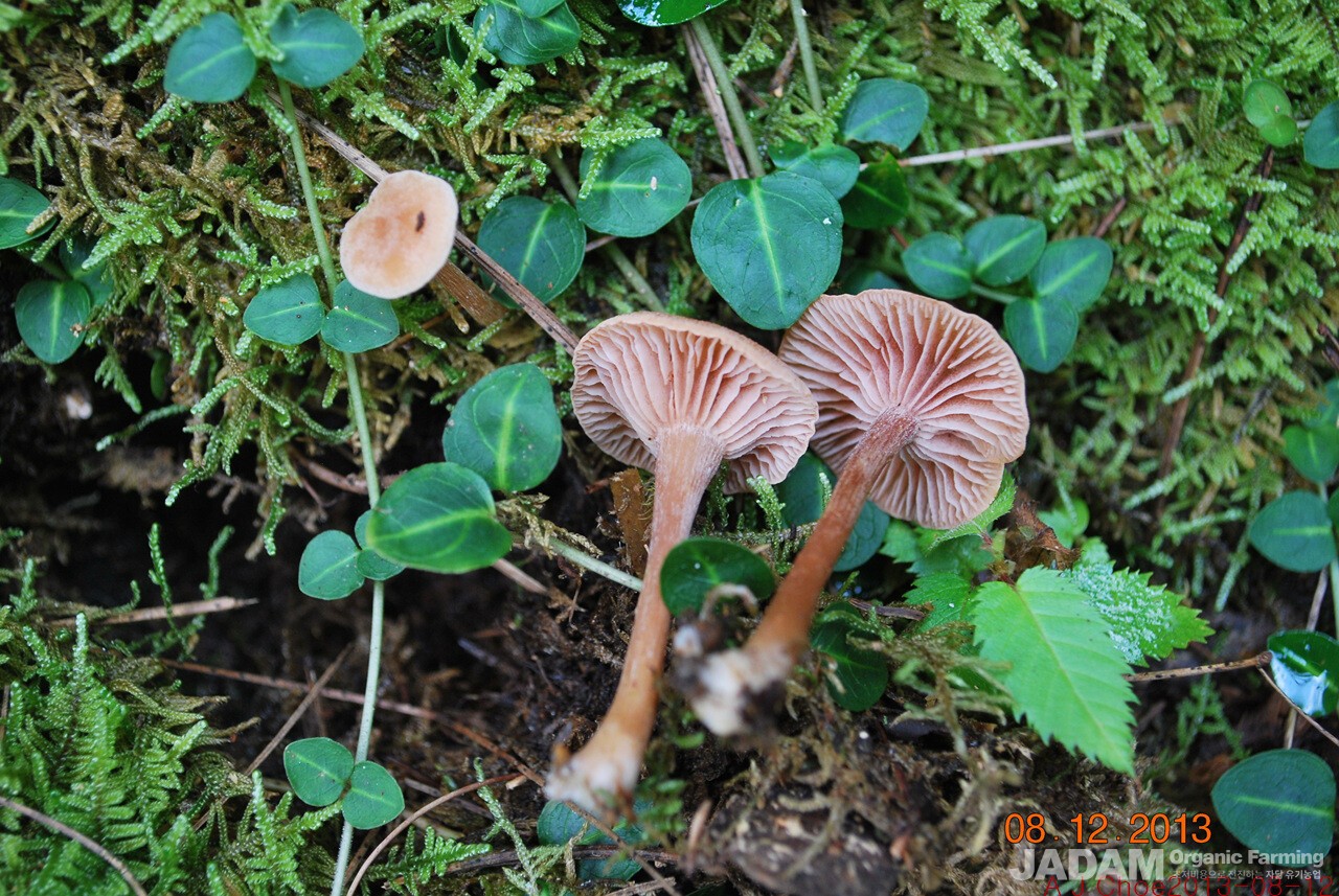 사진 4: 졸각버섯 Laccaria laccata (Scop.) Cooke