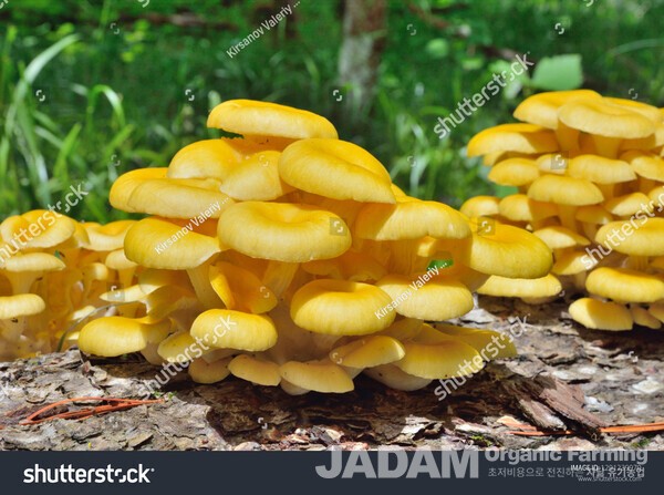 사진 5: 노랑느타리  Pleurotus citrinopileatus Singer 영어이름 Golden Oyster Mushroom