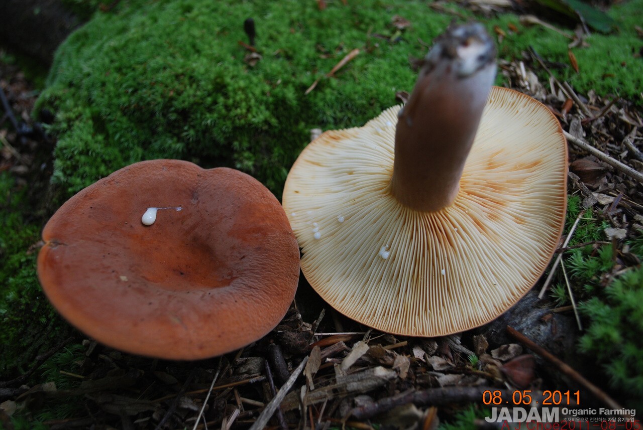사진 2: 균근균  배털젖버섯 Lactifullus volemus(Fr.) Kuntze (속 바뀜)=배젖버섯 Lactarius volemus(Fr.) Fr. 초여름~초가을까지 활엽수림 땅 위에, 특히 참나무와 공생관계에 있는 균근균으로 생선 냄새가 나는 식용버섯이다.