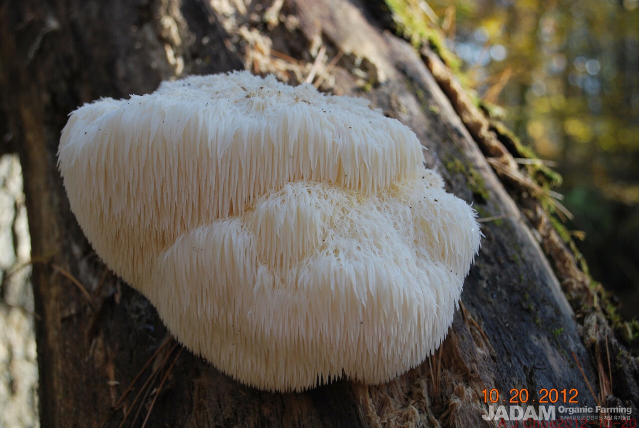 사진 1: 부생균.  노루궁뎅이버섯 Hericium erinaceus(Bull.) Pers. 영어이름 Lion's Mane, 재배형 Pom Poms. 봄과 가을에 활엽수 생목의 상처 부위에서, 또는 참나무나 너도밤나무, 단풍나무(maple) 고사목에 돋고 특히 참나무 고사목 높은 곳에도 돋는 부생균 버섯이다.