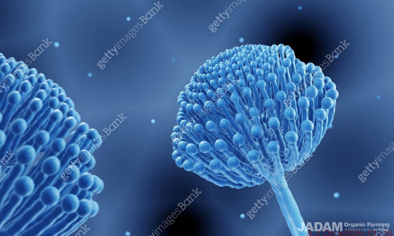 사진 2: Aspergillus 곰팡이균 사진. 사진출처: www.gettyimagesbank.comhttps://www.gettyimagesbank.com/view/mold-fungi-such-as-aspergillus/1324899756