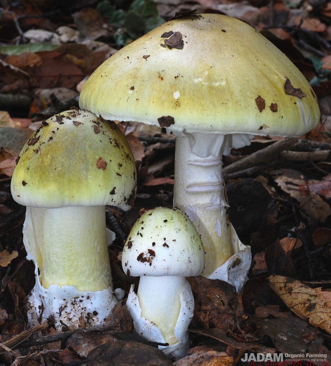 사진 4: 알광대버섯 Amanita phalloides,  영어이름 Death Cap사진출처: fifty clubhttps://fity.club/lists/suggestions/amanita-phalloides-identifikasjon/