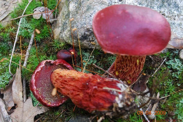 사진 2: 진홍그물버섯(임시이름, 한국 미기록종) Exsudoporus frostii (J. L. Russell) Vizzzini, Simonini & Gelardi =Boletus frostii J. L. Russell. 영어이름은 Frost's Bolete. 참나무 밑에 주로 돋는다.