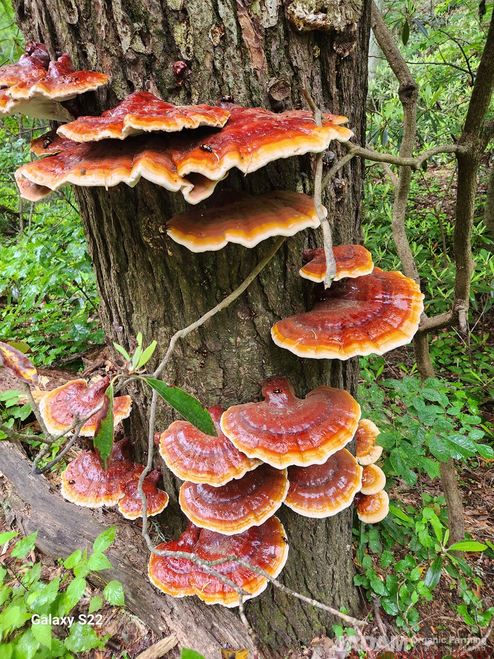 사진 3: 쓰가불로초(침엽수불로초) Ganoderma tsugae Murrill  이 버섯은 미국 솔송나무 고사목에서 돋는 부생균이다. 약용버섯이다.