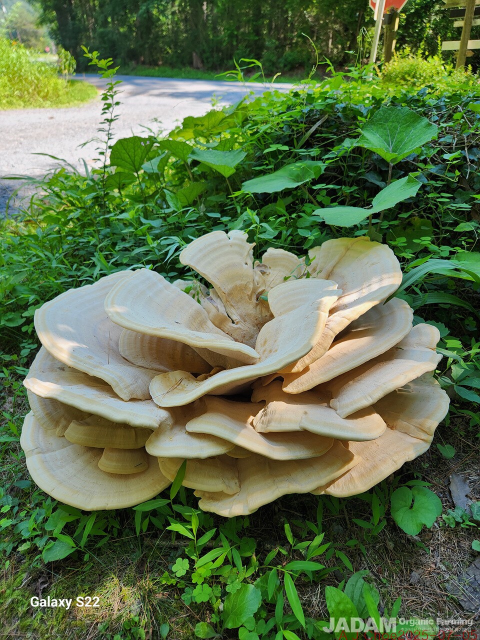 사진 4: 버클리장미버섯(임시이름, 한국 미기록종) Bondarzewia berkeleyi(Fr.) Bondartsev 영어이름 Stump Blossoms, Berkeley Poypore 엄청나게 큰 버섯이다. 참나무 밑동 근처에 해마다 돋는 기생균이기도 하다.