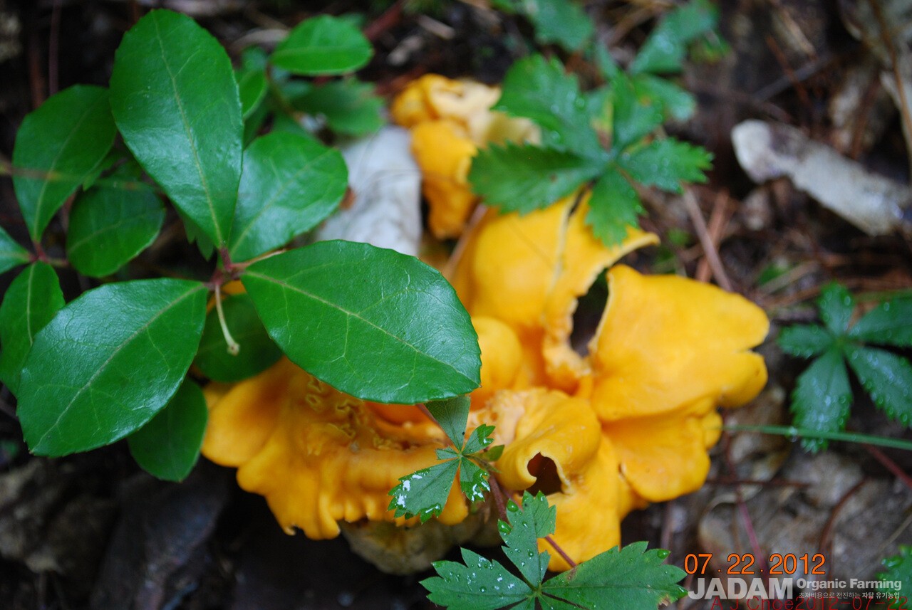 사진 5: 꾀꼬리버섯  Cantharellus tenuithrex complex Buyck & Hofstetter =이전 이름 Cantharellus cibarius. 영어이름 Chanterelle, Golden Chanterelle 서양인은 살구냄새가 난다고 한다.  참나무 등 활엽수와 공생관게에 있는 균근균이다