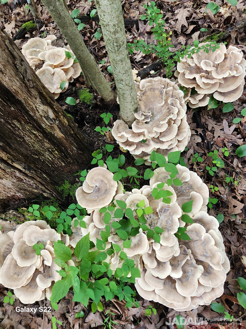 사진 6: 왕잎새버섯Meripilus sumstinei(Murrill) Larsen & Lombard영어이름 Black-staining Polypore 또는 Giant Polypore참나무나 너도밤나무 갗은 활엽수 고사목 그루터기 주변에 다량 돋는 부생균이다.