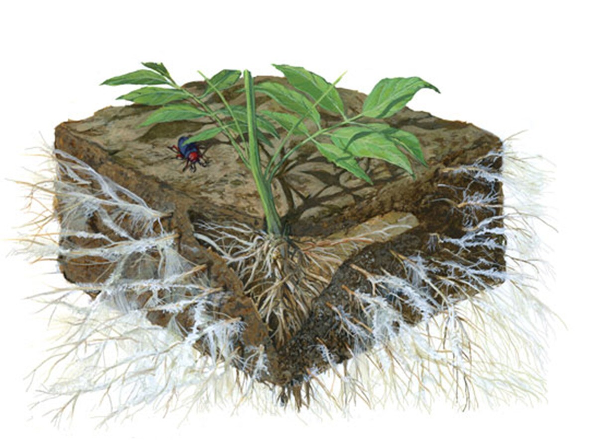 사진 2:  수지상균근균류는 세뇨관 세포(tubular cells 관 모양의 세포)의 연결망(networks)으로 식물 뿌리 주변에서 뿌리의 연장이라 할 수 있다.  식물 뿌리와 공생관계를 형성한다.  사진출처:  bing.com/images