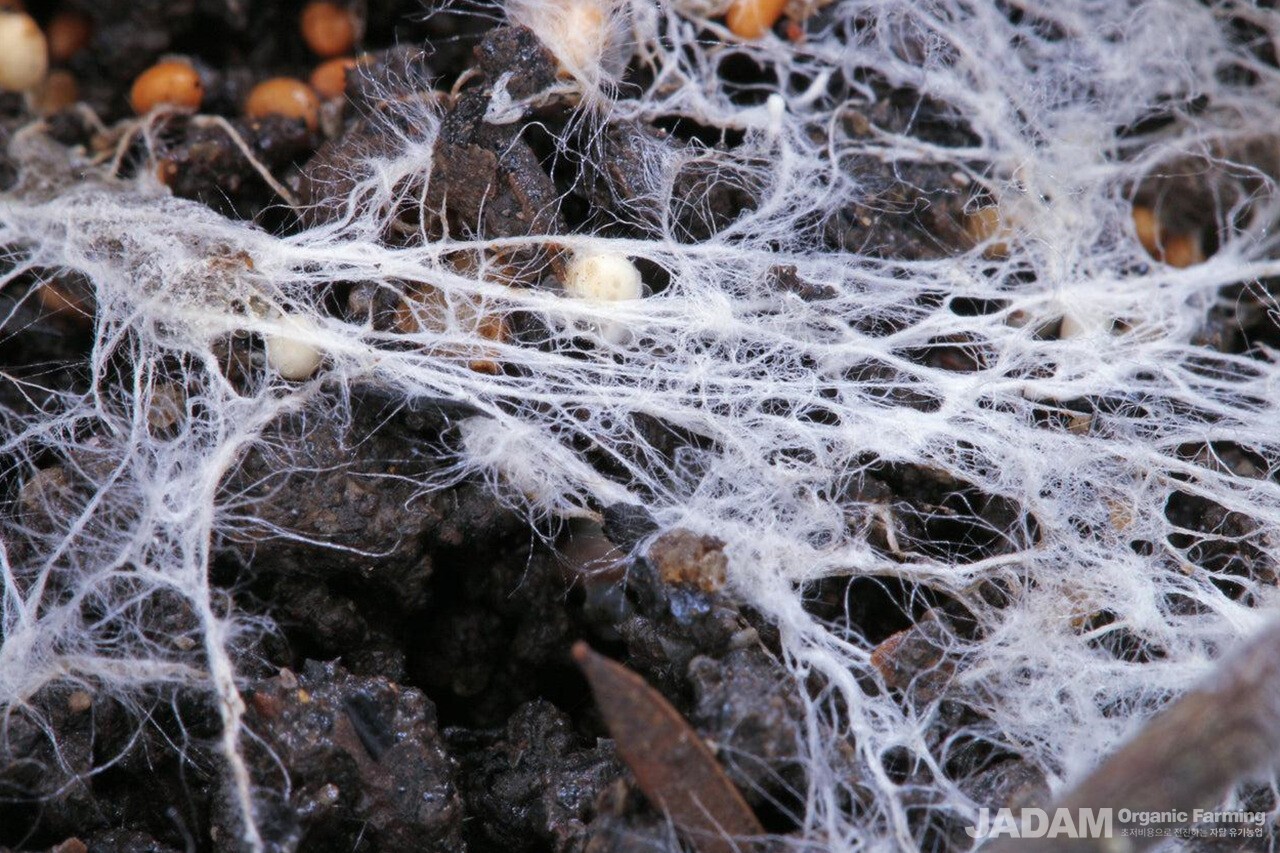 사진 2: 균사(mycelium)가 퍼져 있는 모습