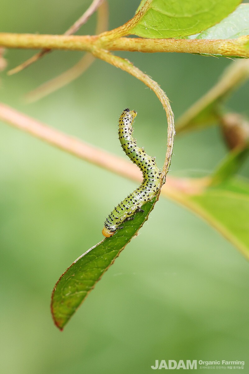 3령의 노령 유충은 몸길이가 25mm까지 성장하며 머리 부위가 황갈색으로 변한다
