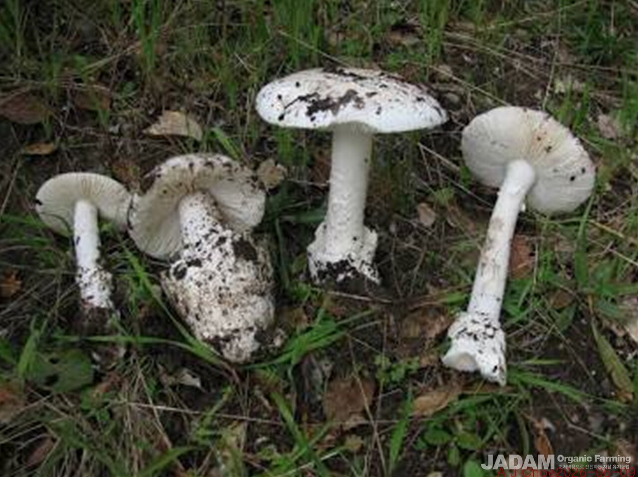 사진 2: 미국 서부 죽음의 천사 Amanita ocreata Peck. 영어이름 Western Destroying Angel 또는 Destroying Angel: 캘리포니아 토종이다.     (사진출처: Wikipedia 백과사전)