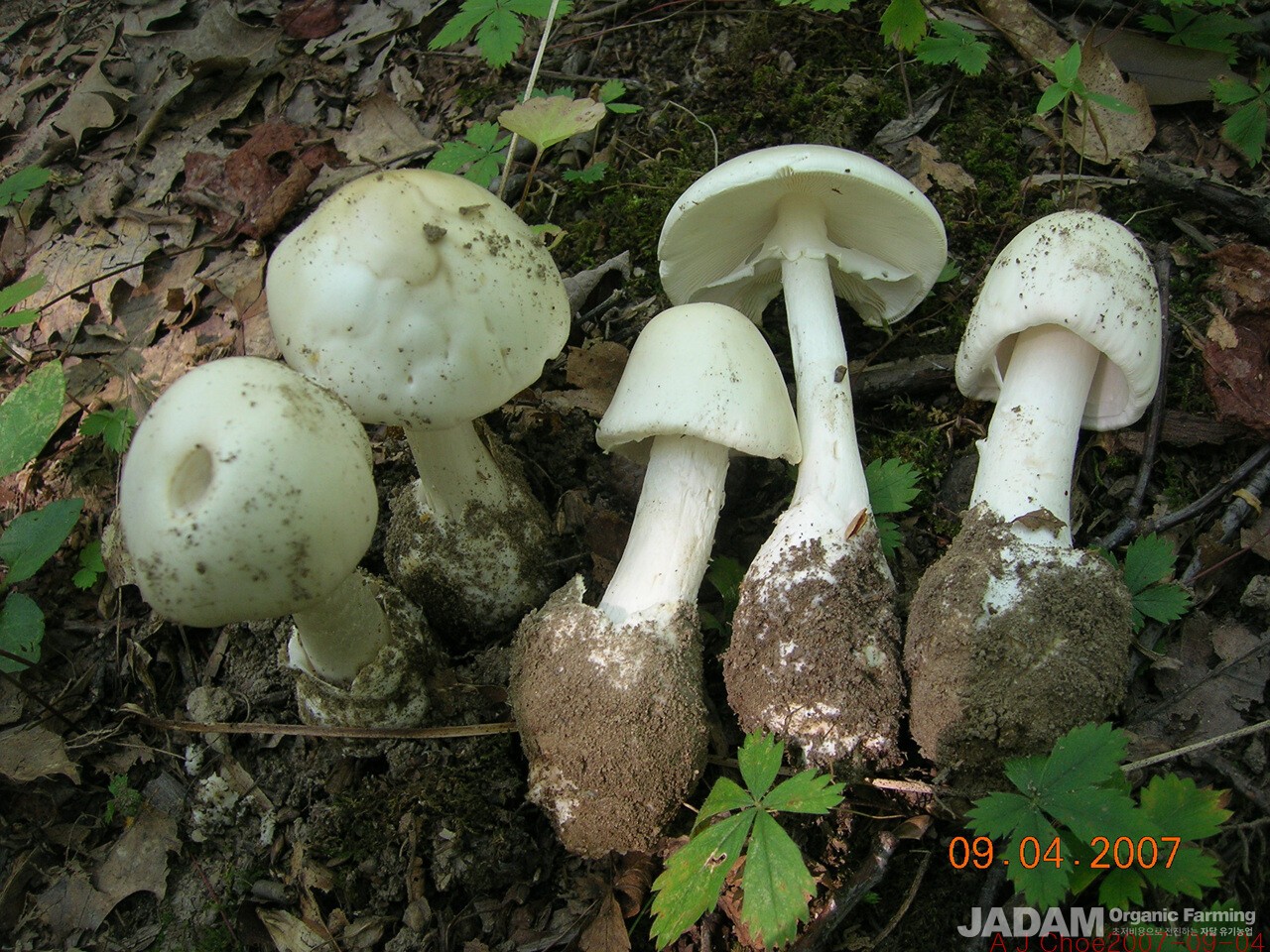 사진 3: 미국 독우산광대버섯 Amanita bisporigera G. F. Atk. 예전에는 Amanita virosa, Amanita verna라고 불렀으나 이 두 종은 미국에서 돋지 않는다. 한국에서는 이 두 이름을 아직도 쓰고 있고 Amanita bisporigera 는 긴대독우산광대버섯이라고 부른다. 영어이름 Destroying Angel 또는 Eastern Destroying Angel