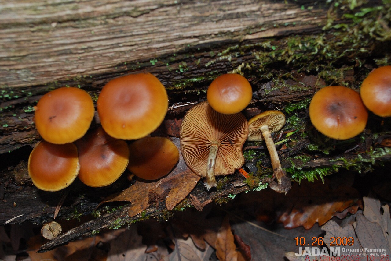 사진 4: 가을황토버섯 Galerins msrginsta(Batsch.) Kuehner 영어이룸  Deadly Galerina
