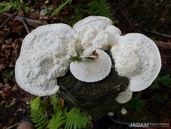 약용버섯 이야기(262): 대합송편버섯