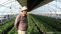 무조건 일주일에 한 번 자닮미생물농약(JMP), 단 주의해야 할 것은...